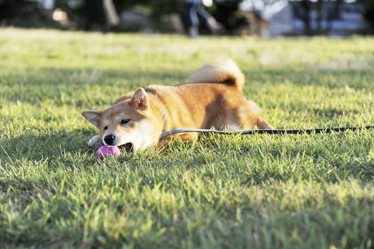 豆柴のかわいい動画と画像を集めました 貴重な瞬間も必見です Harutoの豆柴 Funブログ