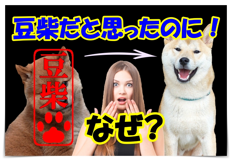 豆柴犬は大きくなると柴犬になるの 真相を明らかにします Harutoの豆柴 Funブログ