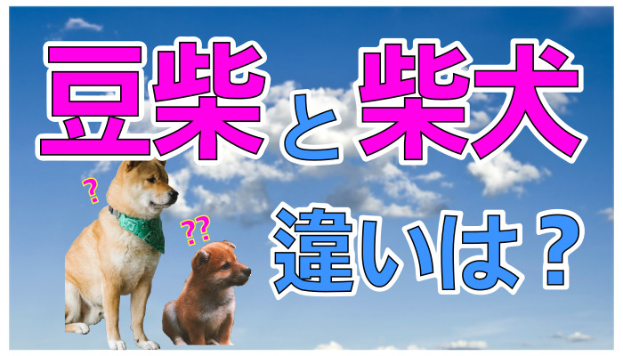 豆柴と柴犬って実は結構違うんです 両者の違いを徹底解説 Harutoの豆柴 Funブログ