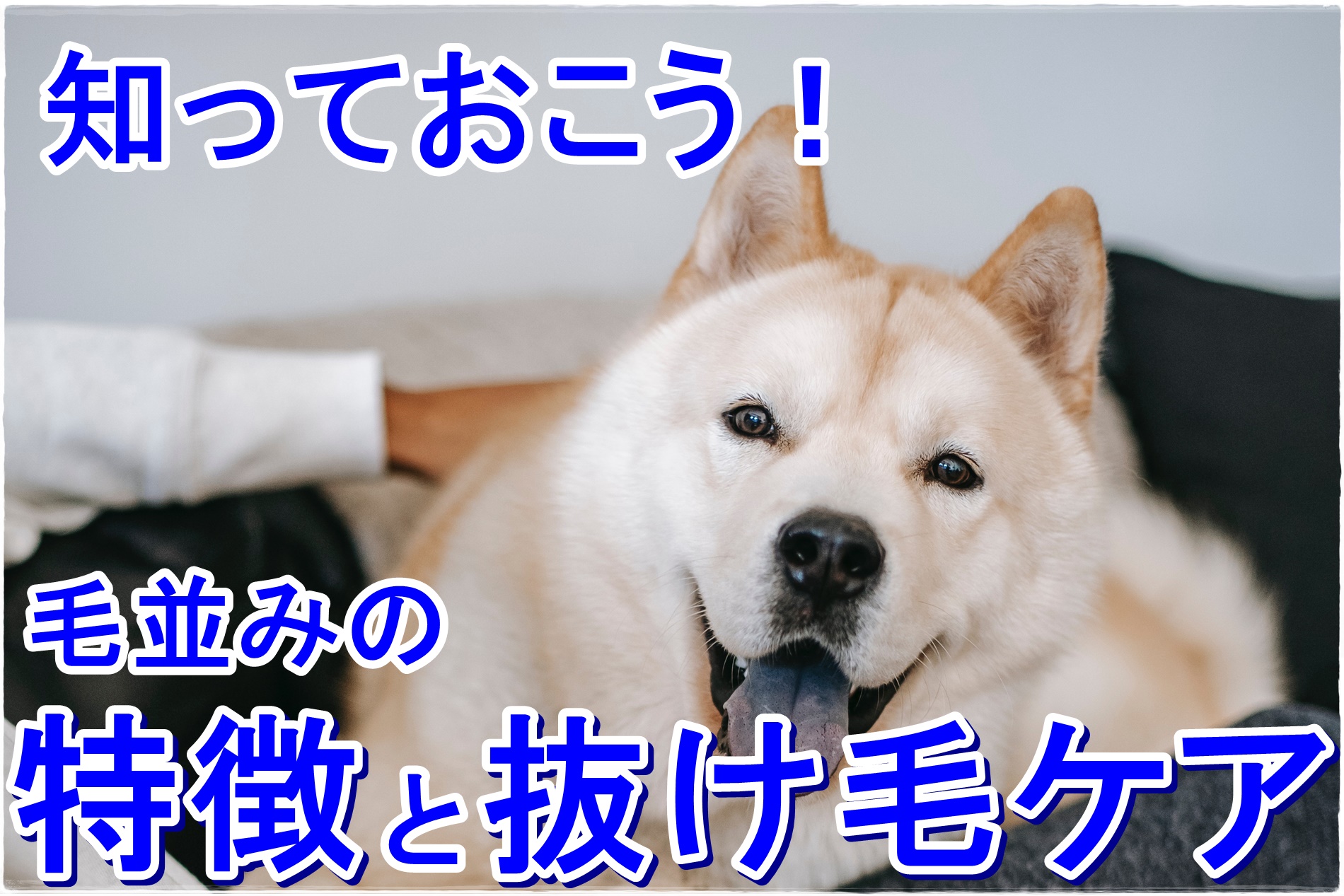 豆柴の毛並みのこと知ってる 特徴や抜け毛ケアの方法を解説 Harutoの豆柴 Funブログ