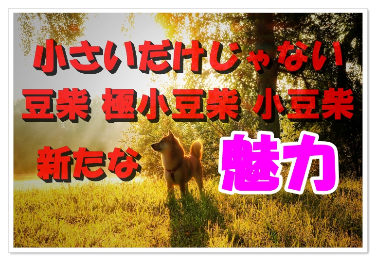 豆柴と柴犬 極小豆柴 小豆柴を比較して違いと魅力を知ろう Harutoの豆柴 Funブログ