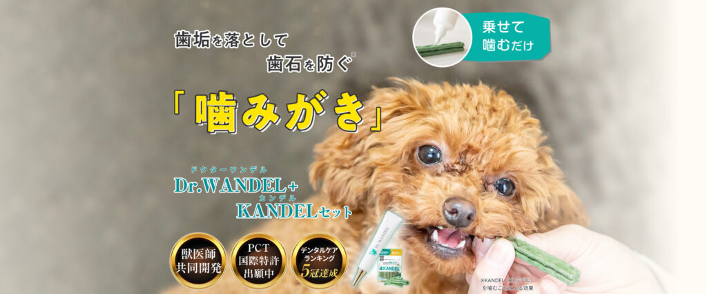 豆柴は歯磨きが嫌い 嫌がる原因と清潔に保つための3つの方法を紹介 Harutoの豆柴 Funブログ