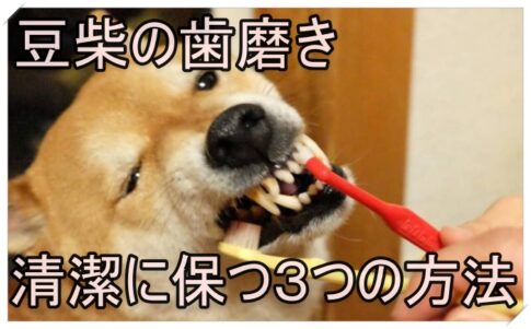 豆柴は歯磨きが嫌い 嫌がる原因と清潔に保つための3つの方法を紹介 Harutoの豆柴 Funブログ