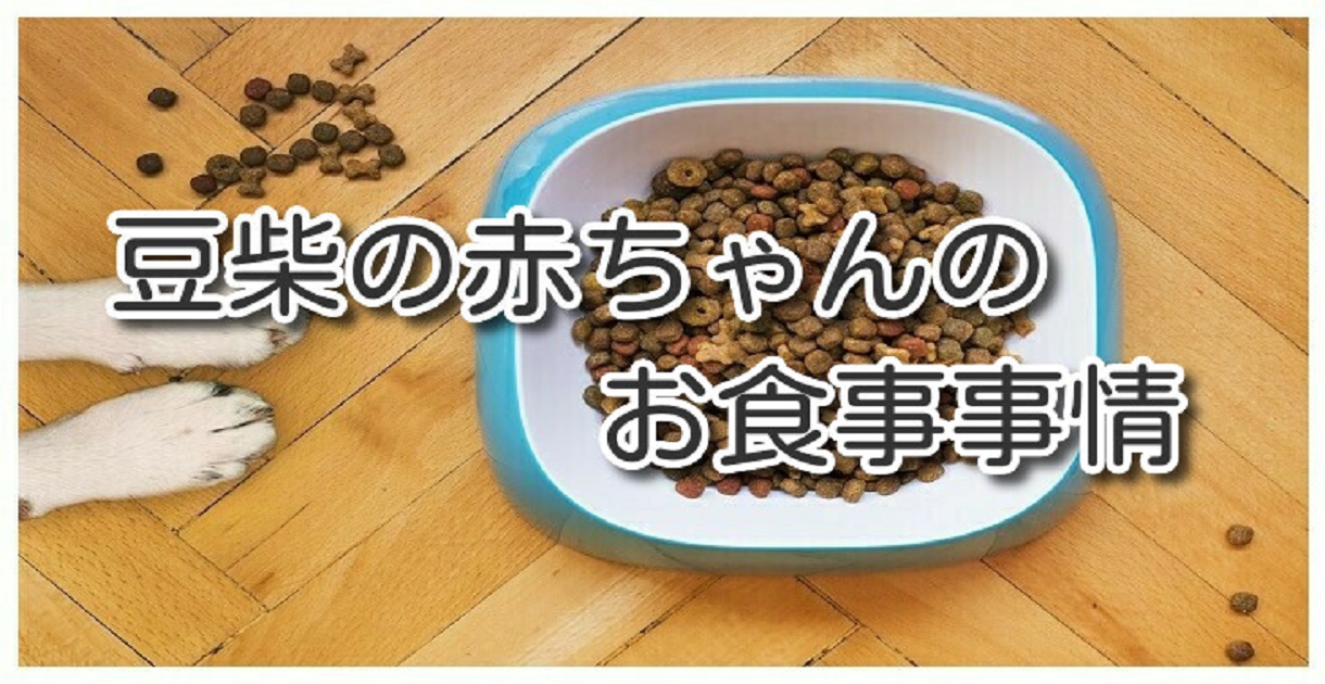 知らないと早死にする?豆柴の子犬への餌の与え方とおすすめの餌を解説 Harutoの豆柴 Funブログ