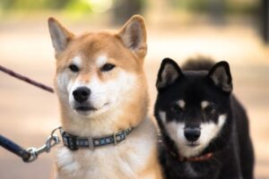 豆柴の赤ちゃんの可愛い姿に胸キュン 癒し画像と動画を集めました Harutoの豆柴 Funブログ