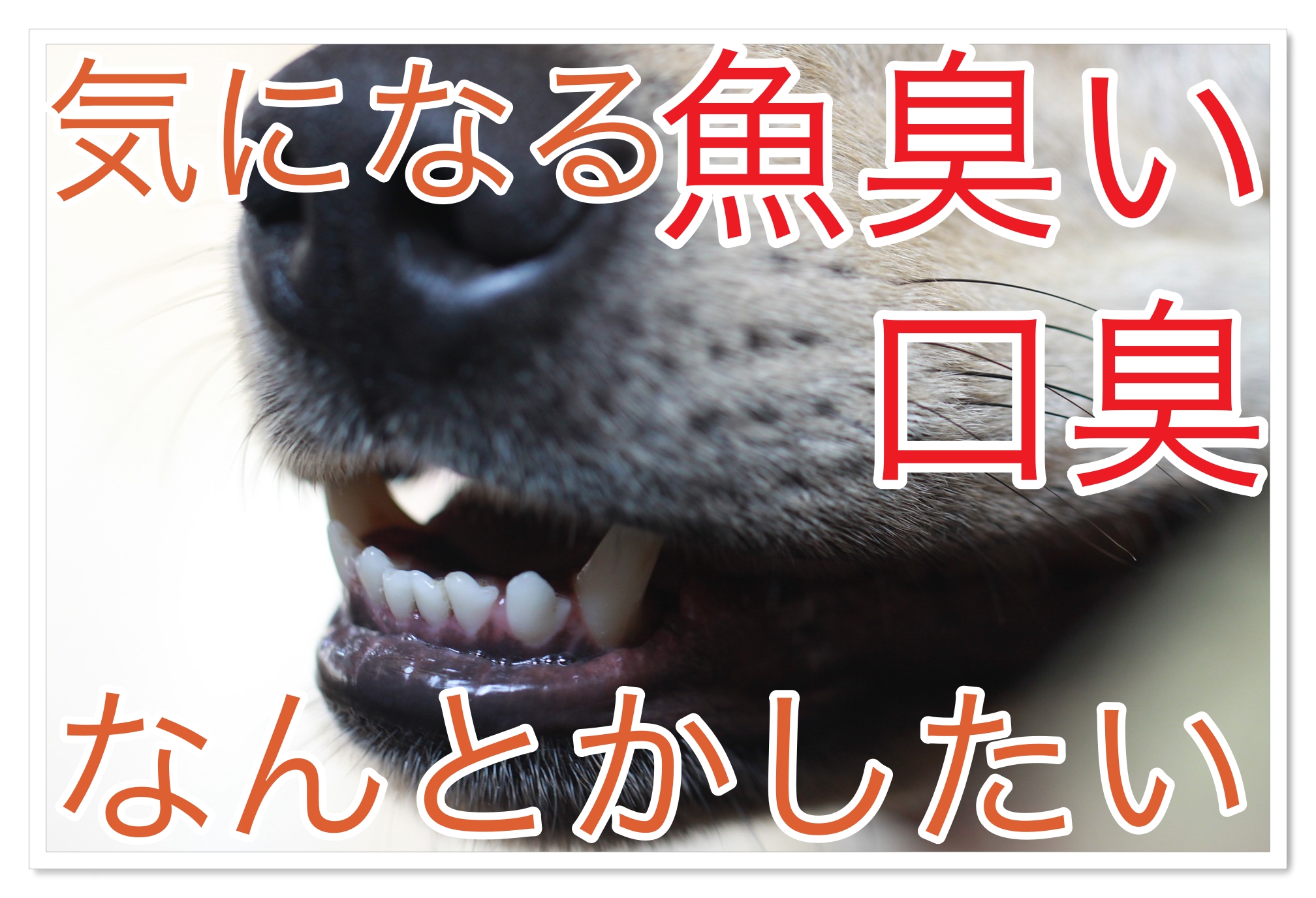 柴犬や豆柴の口臭が魚臭い 気になる口臭の原因と対策方法を解説 Harutoの豆柴 Funブログ