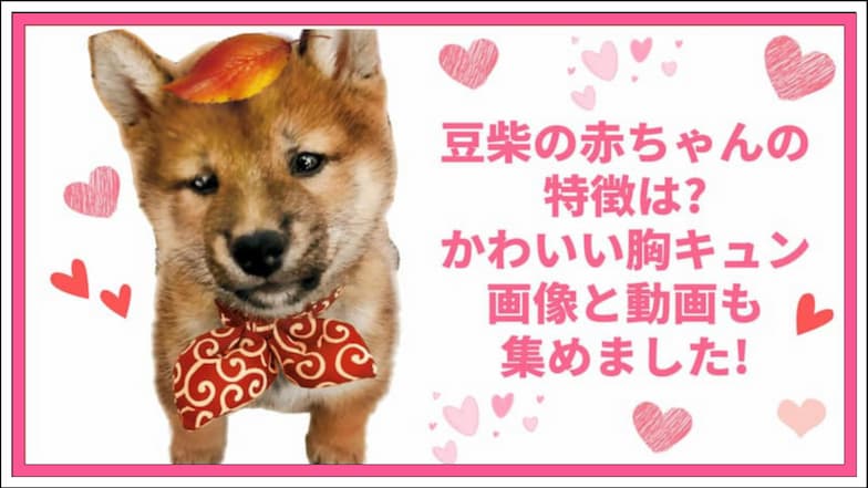 豆柴の赤ちゃんの可愛い姿に胸キュン 癒し画像と動画を集めました Harutoの豆柴 Funブログ