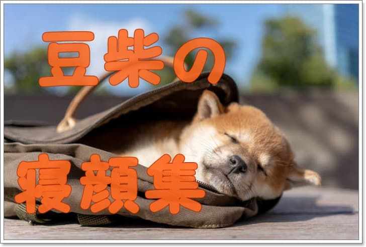 豆柴の寝顔を厳選しました 子犬も成犬もとにかくかわいすぎるっ Harutoの豆柴 Funブログ