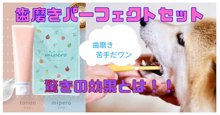 歯磨きパーフェクトセットって効果あるの？犬の管理栄養士が徹底解説します！ – Harutoの豆柴 Funブログ