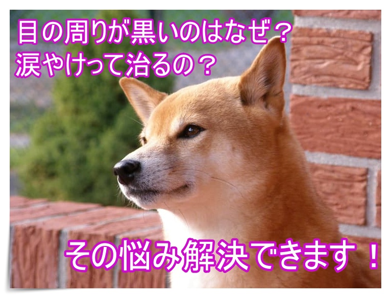 柴犬や豆柴ってなんで涙やけになるの その原因と対策を詳しく解説 Harutoの豆柴 Funブログ