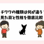 チワワの種類は何が違う？ 見た目と性格を徹底比較！