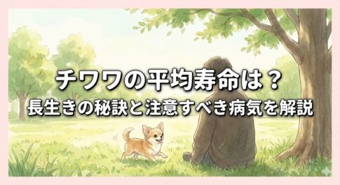 チワワの平均寿命は？長生きの秘訣と注意すべき病気を解説