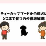 ティーカッププードルの成犬はどこまで育つのか徹底解説!