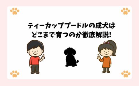 ティーカッププードルの成犬はどこまで育つのか徹底解説!