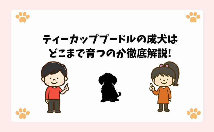 ティーカッププードルの成犬はどこまで育つのか徹底解説!