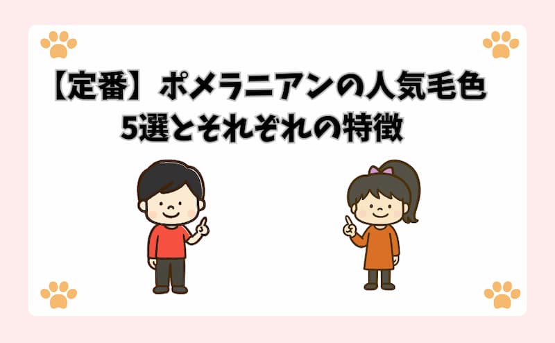 【定番】ポメラニアンの人気毛色5選とそれぞれの特徴