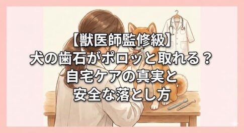 【獣医師監修級】犬の歯石がポロッと取れる？自宅ケアの真実と安全な落とし方
