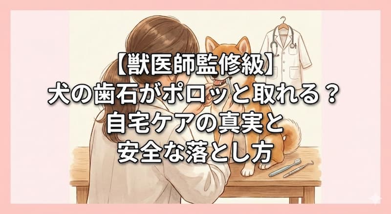 【獣医師監修級】犬の歯石がポロッと取れる？自宅ケアの真実と安全な落とし方