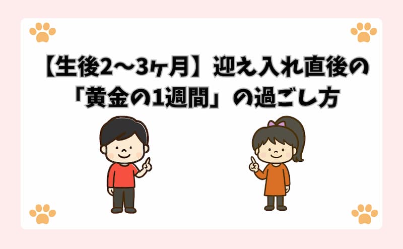 【生後2〜3ヶ月】迎え入れ直後の「黄金の1週間」の過ごし方