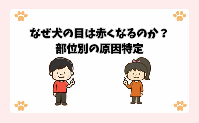 なぜ犬の目は赤くなるのか？部位別の原因特定