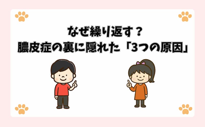 なぜ繰り返す？膿皮症の裏に隠れた「3つの原因」