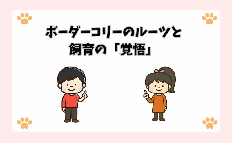 ボーダーコリーのルーツと飼育の「覚悟」