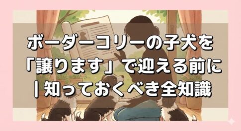 ボーダーコリーの子犬を「譲ります」で迎える前に｜知っておくべき全知識