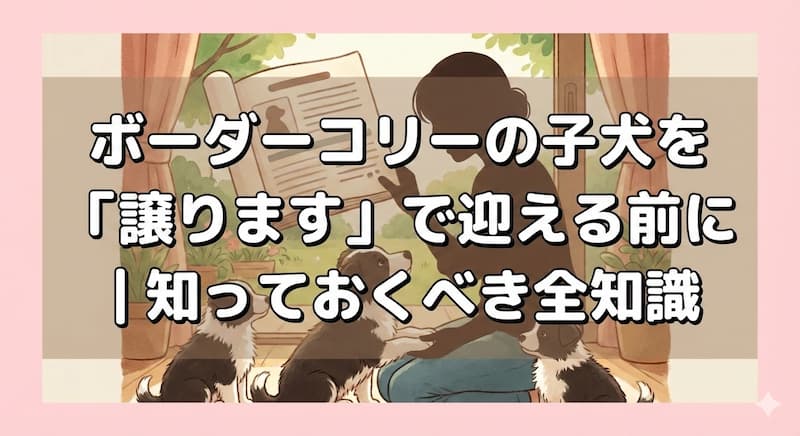 ボーダーコリーの子犬を「譲ります」で迎える前に｜知っておくべき全知識
