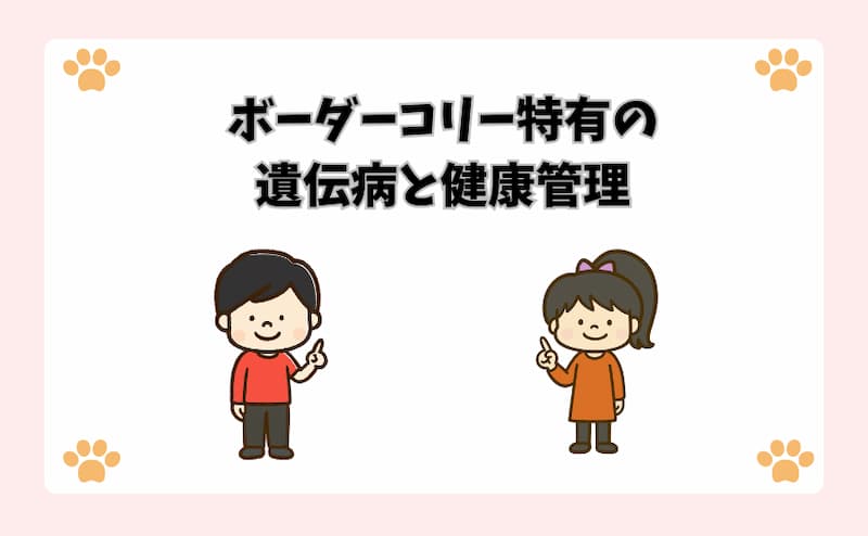 ボーダーコリー特有の遺伝病と健康管理