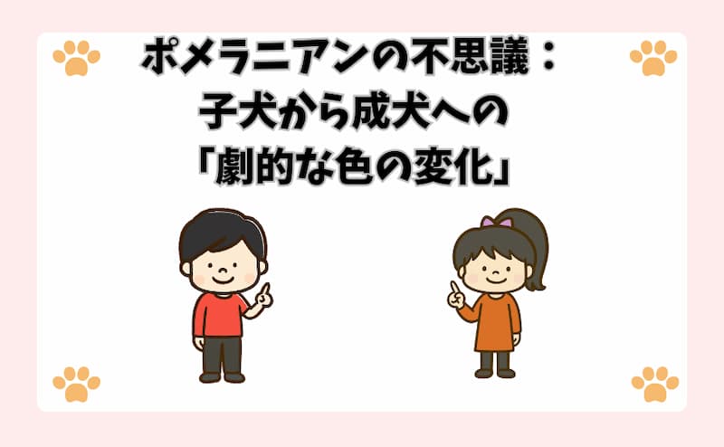 ポメラニアンの不思議：子犬から成犬への「劇的な色の変化」