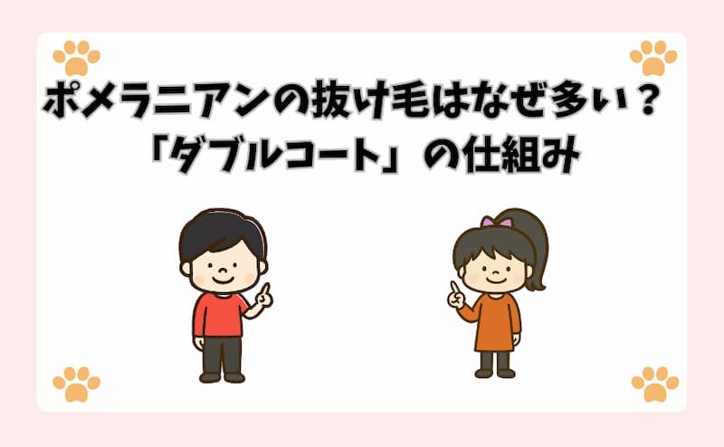 ポメラニアンの抜け毛はなぜ多い？「ダブルコート」の仕組み