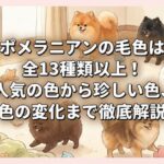 ポメラニアンの毛色は全13種類以上！人気の色から珍しい色、色の変化まで徹底解説
