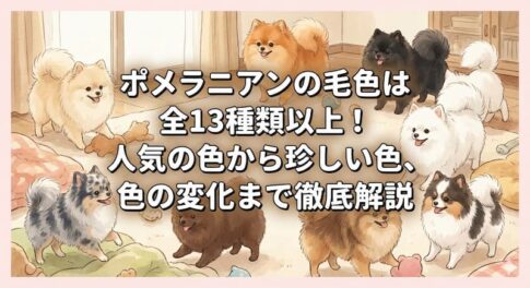 ポメラニアンの毛色は全13種類以上！人気の色から珍しい色、色の変化まで徹底解説