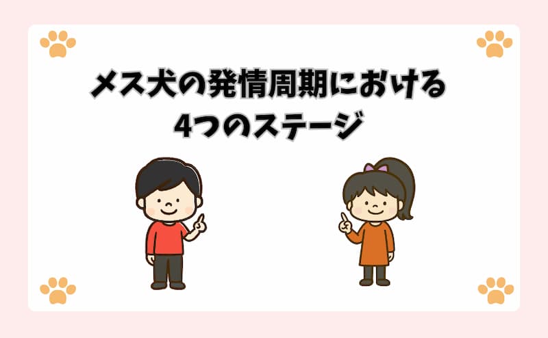 メス犬の発情周期における4つのステージ
