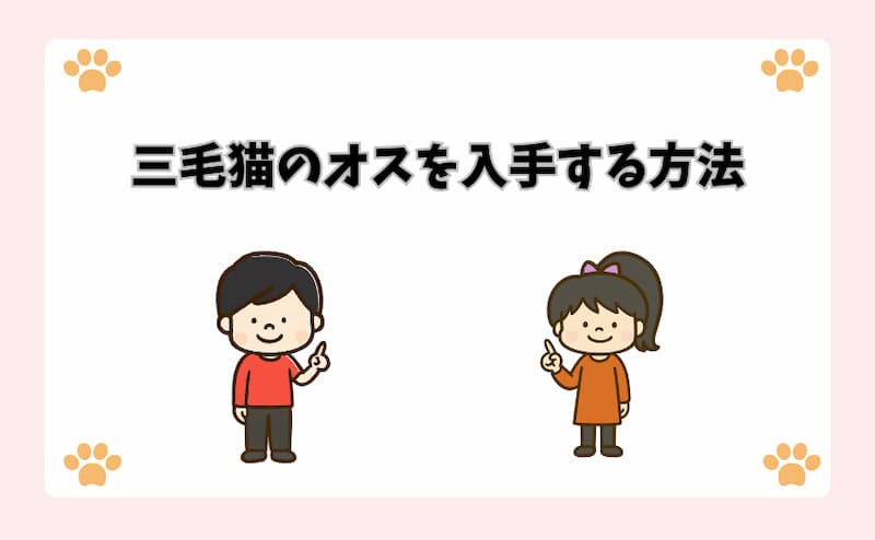 三毛猫のオスを入手する方法