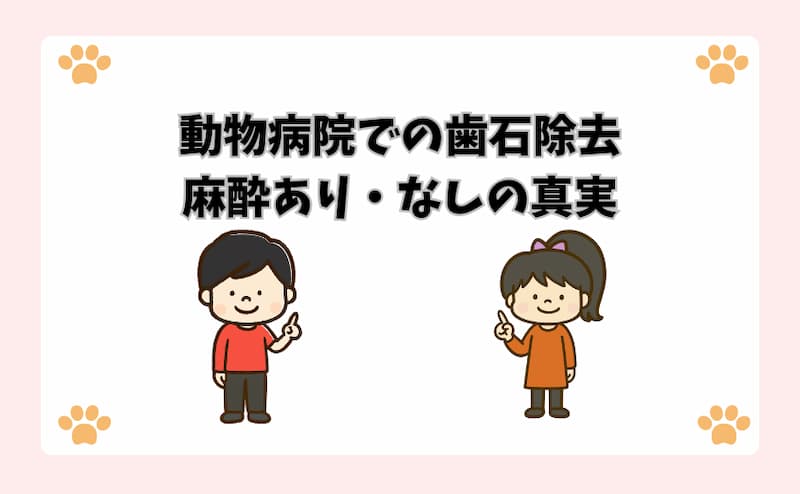 動物病院での歯石除去：麻酔あり・なしの真実
