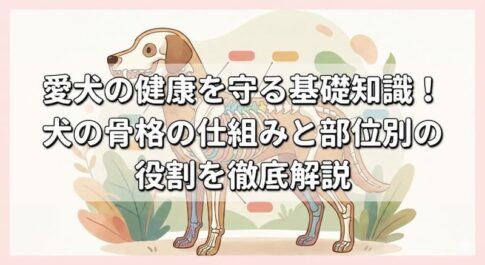 愛犬の健康を守る基礎知識！犬の骨格の仕組みと部位別の役割を徹底解説