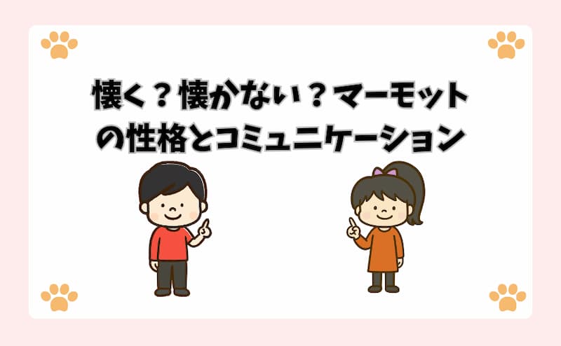 懐く？懐かない？マーモットの性格とコミュニケーション