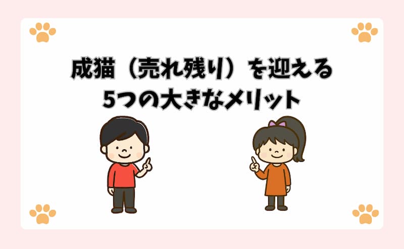 成猫（売れ残り）を迎える5つの大きなメリット