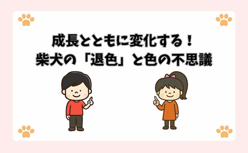 成長とともに変化する！柴犬の「退色」と色の不思議