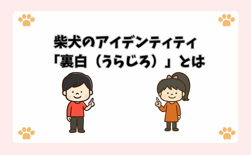柴犬のアイデンティティ「裏白（うらじろ）」とは