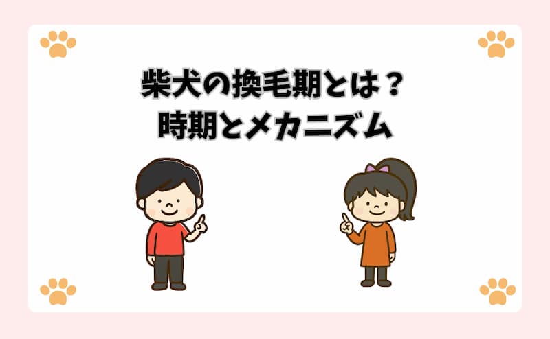 柴犬の換毛期とは？時期とメカニズム