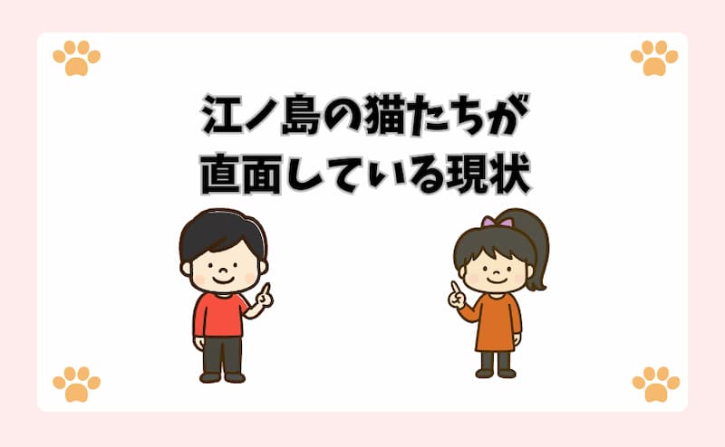 江ノ島の猫たちが直面している現状