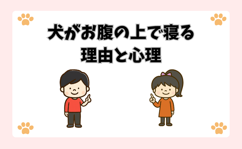 犬がお腹の上で寝る理由と心理