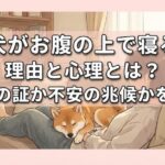 犬がお腹の上で寝る理由と心理とは？信頼の証か不安の兆候かを解説