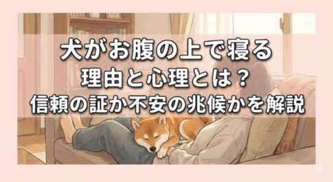 犬がお腹の上で寝る理由と心理とは？信頼の証か不安の兆候かを解説
