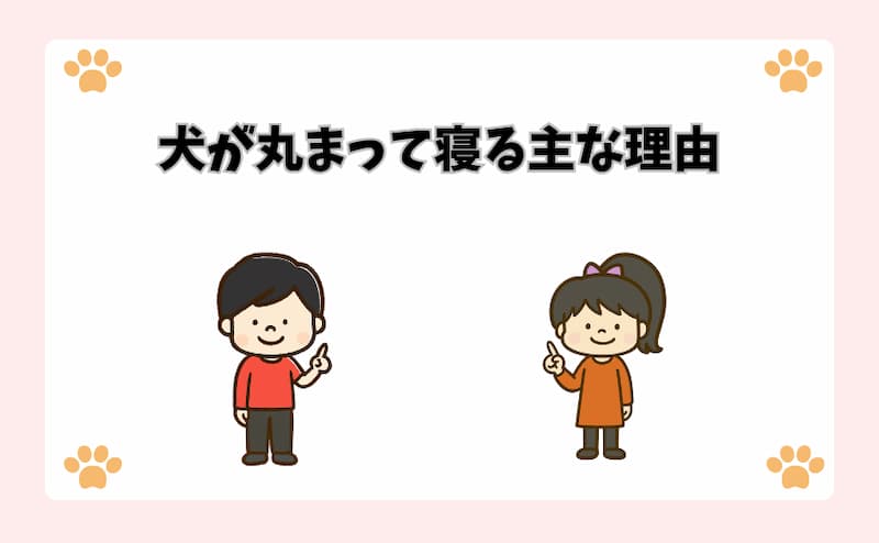 犬が丸まって寝る主な理由