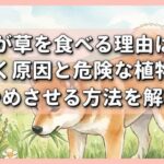 犬が草を食べる理由は？吐く原因と危険な植物・やめさせる方法を解説