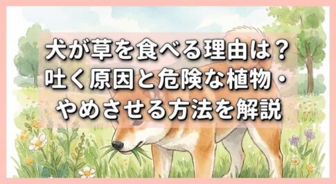 犬が草を食べる理由は？吐く原因と危険な植物・やめさせる方法を解説