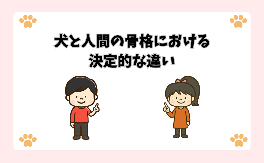 犬と人間の骨格における決定的な違い